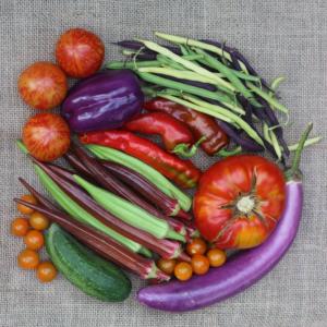 Photo of vegetables -- tomatoes, eggplant, beans, and peppers -- on a grey cloth
