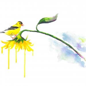 Yellow bird on a yellow flower watercolor