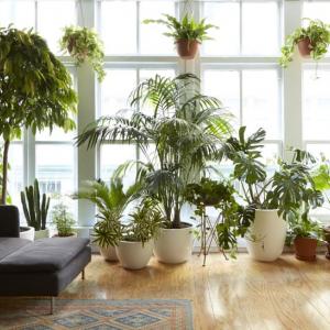 healthy potted houseplants