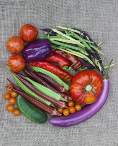 Photo of vegetables -- tomatoes, eggplant, beans, and peppers -- on a grey cloth