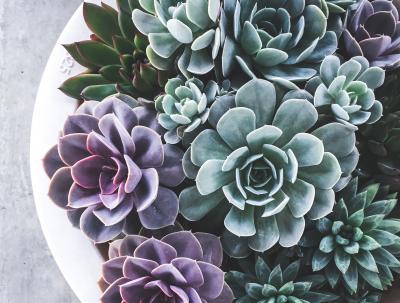 succulents