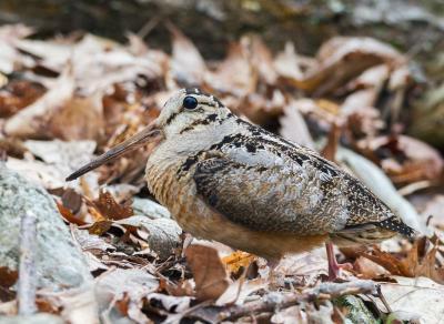 American Woodcock in leaf litter