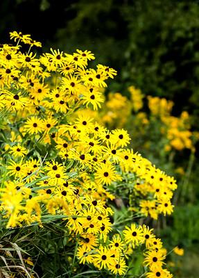 A cascade of small but vibrant, yellow flowers