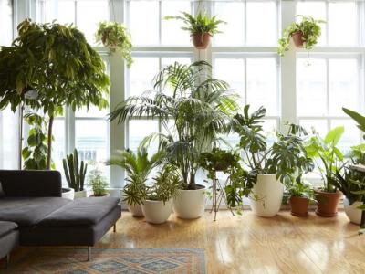 healthy potted houseplants