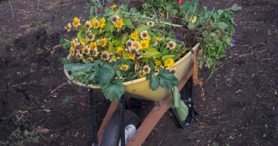 wheelbasrrow filled with withered zinnias