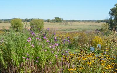 Native plants