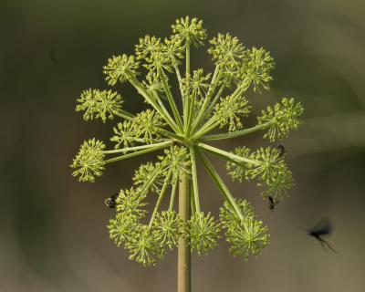 photo of an Angelica plant