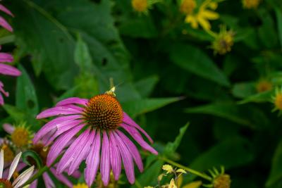 Yellow insect on purple coneflower